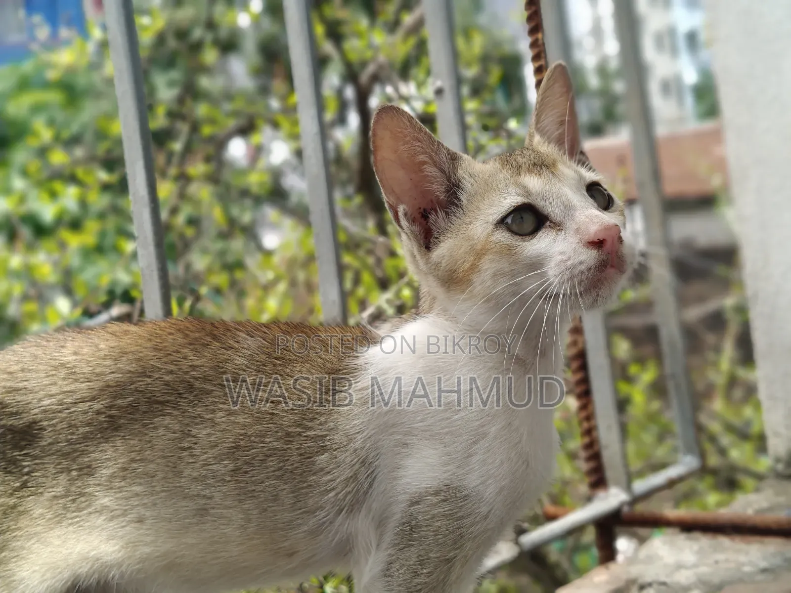 1-3 Months Female Mixed Breed Bengal