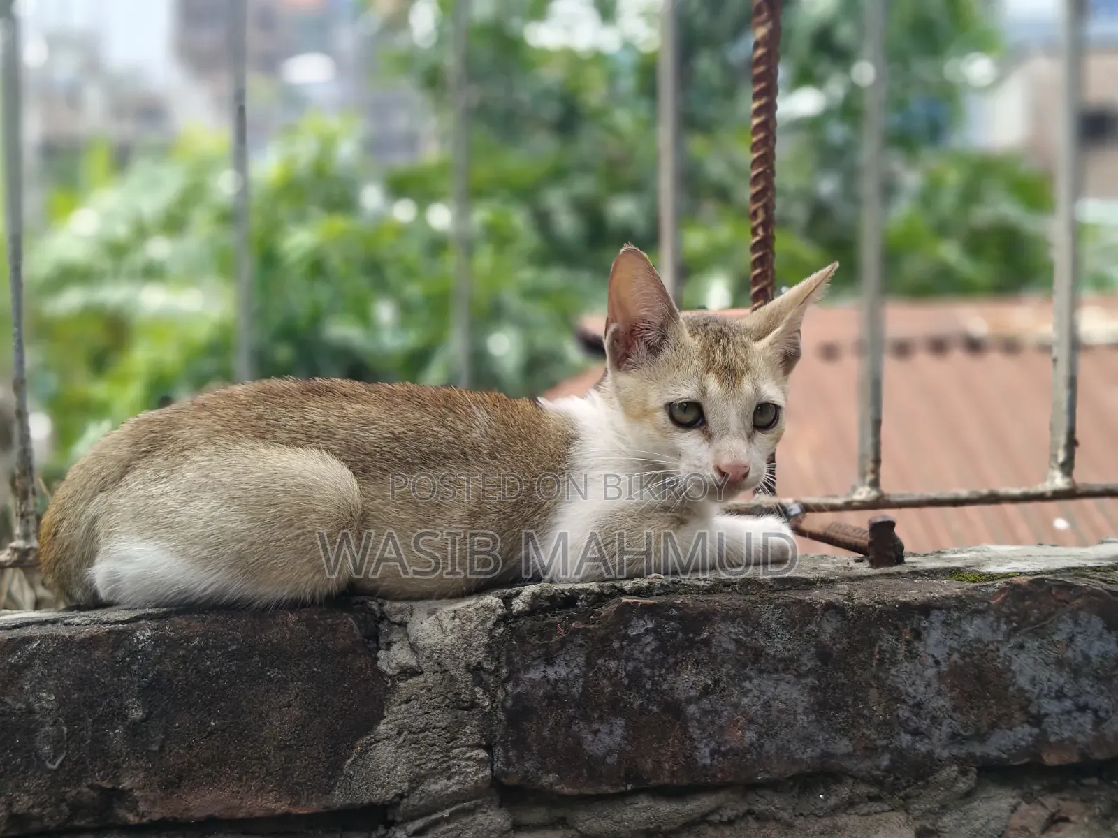 1-3 Months Female Mixed Breed Bengal