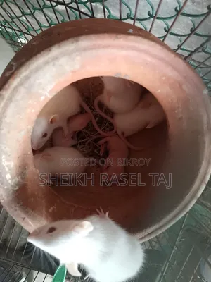 অ্যালভিনো ইঁদুর