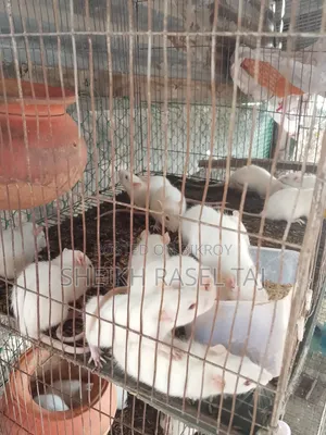 অ্যালভিনো ইঁদুর