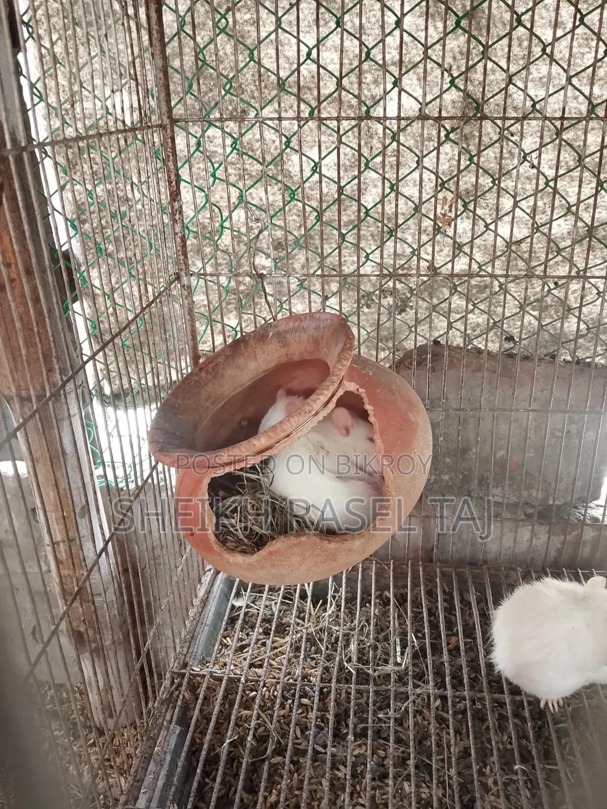 অ্যালভিনো ইঁদুর