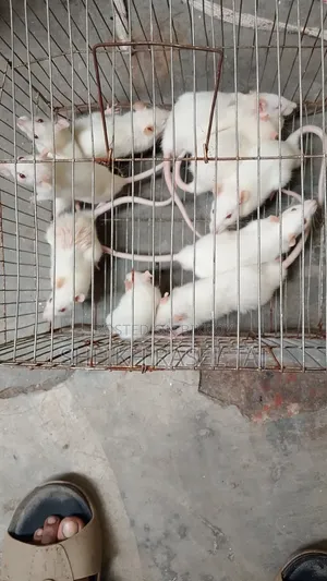 অ্যালভিনো ইঁদুর