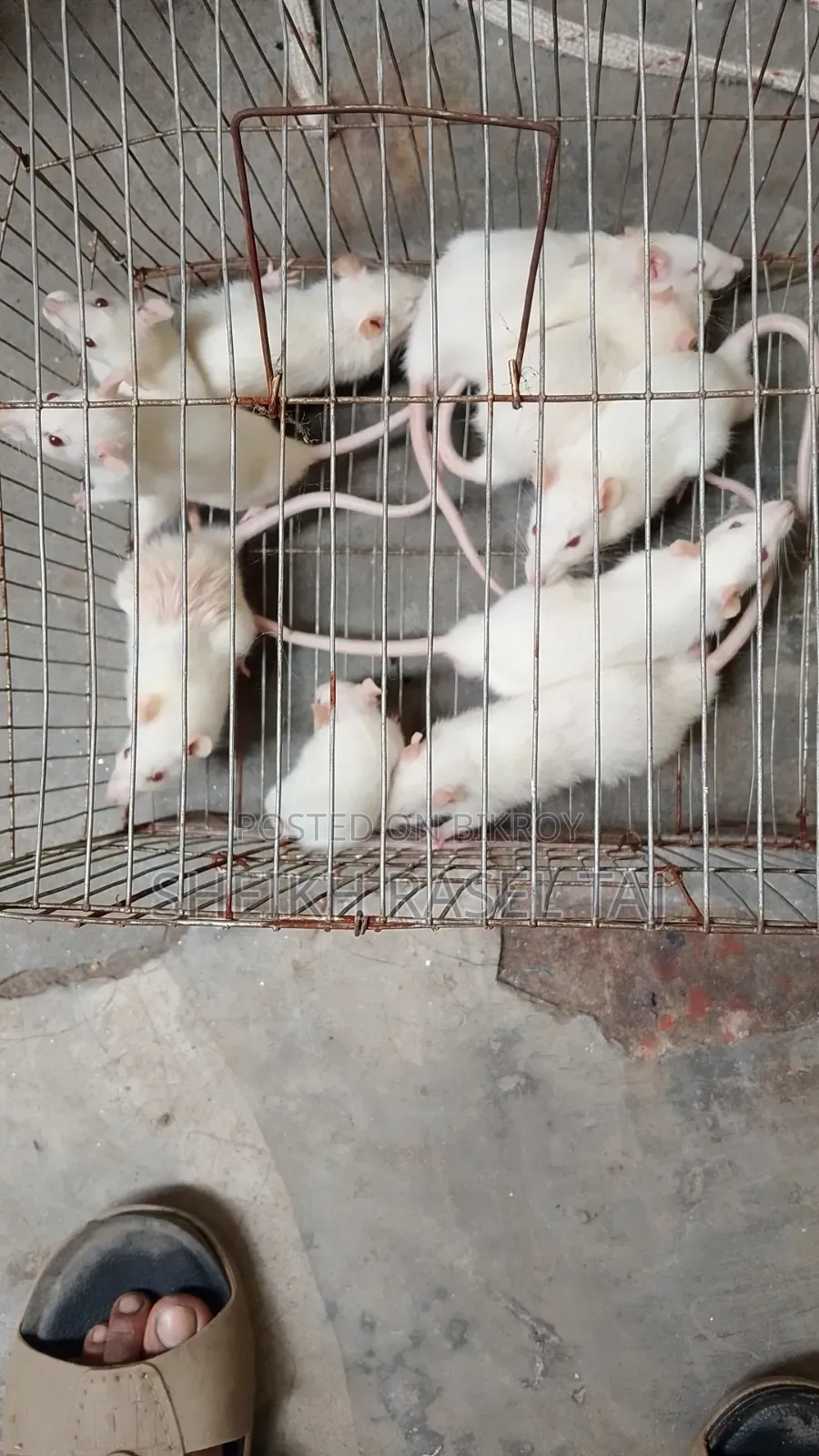 অ্যালভিনো ইঁদুর