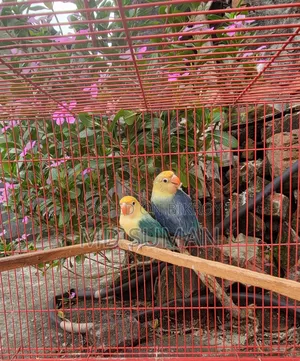 Purbule Opline Pair