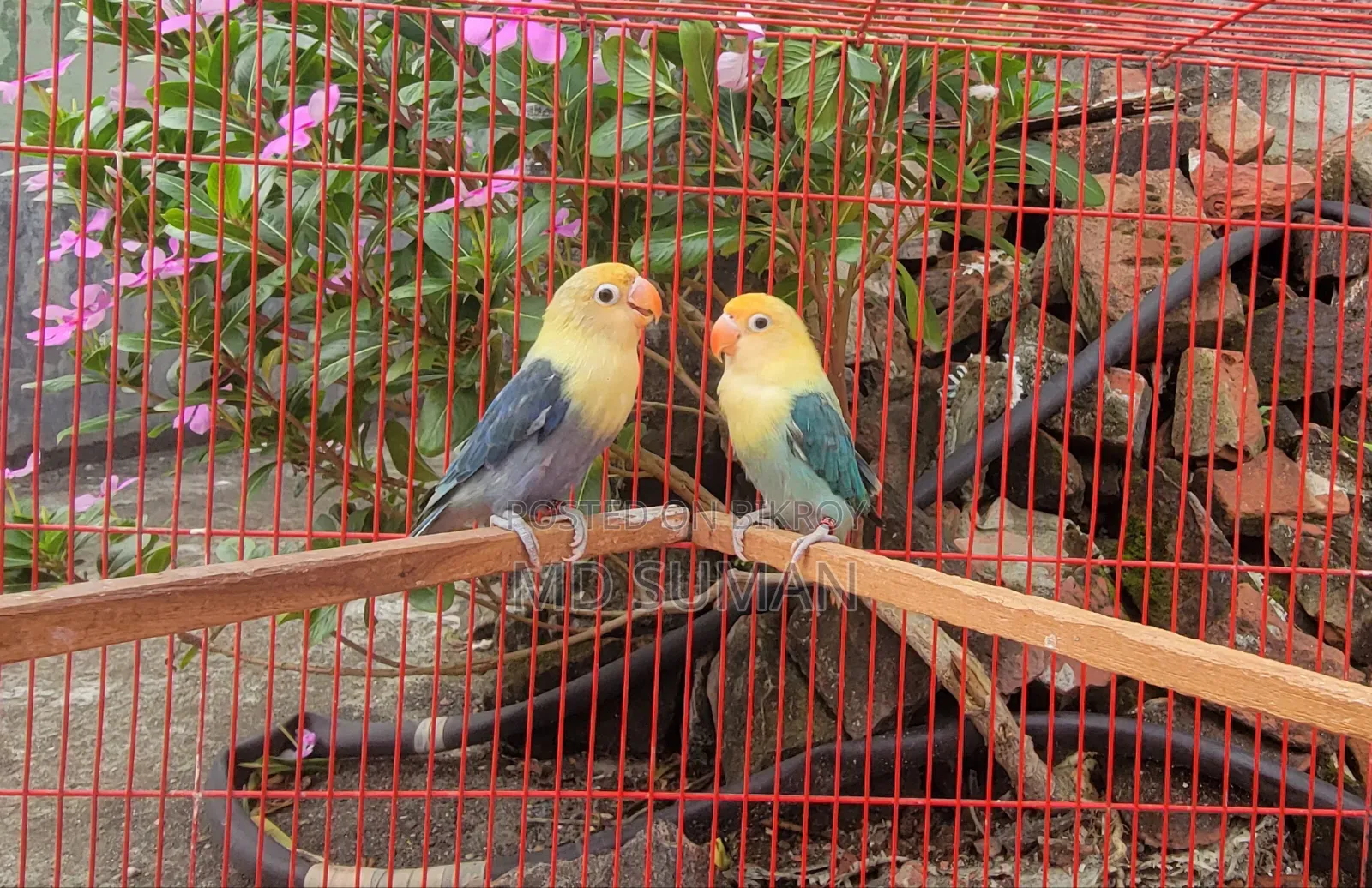 Purbule Opline Pair