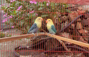 Purbule Opline Pair