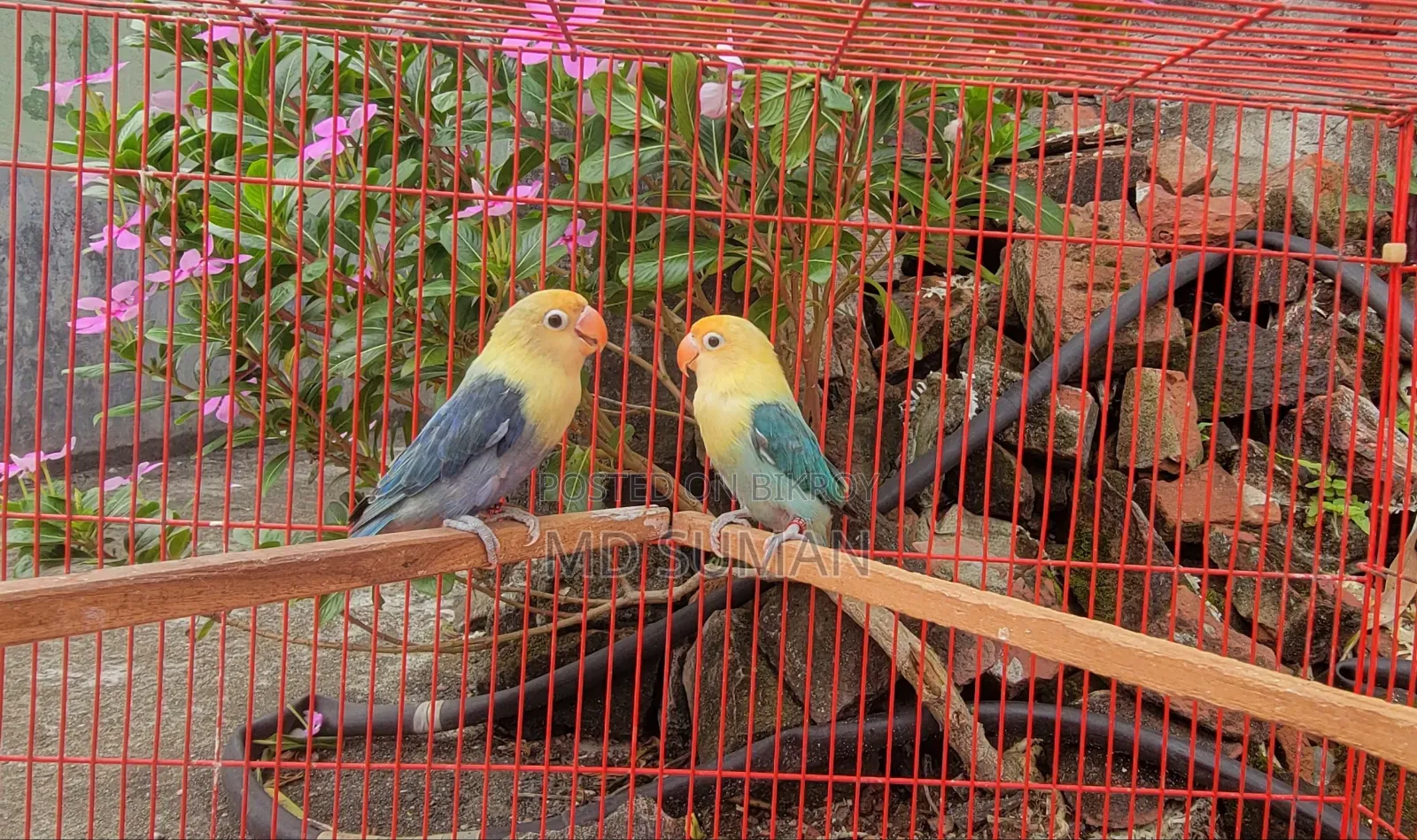 Purbule Opline Pair