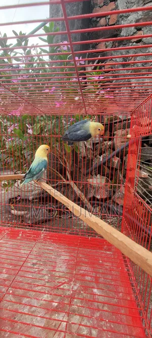 Purbule Opline Pair