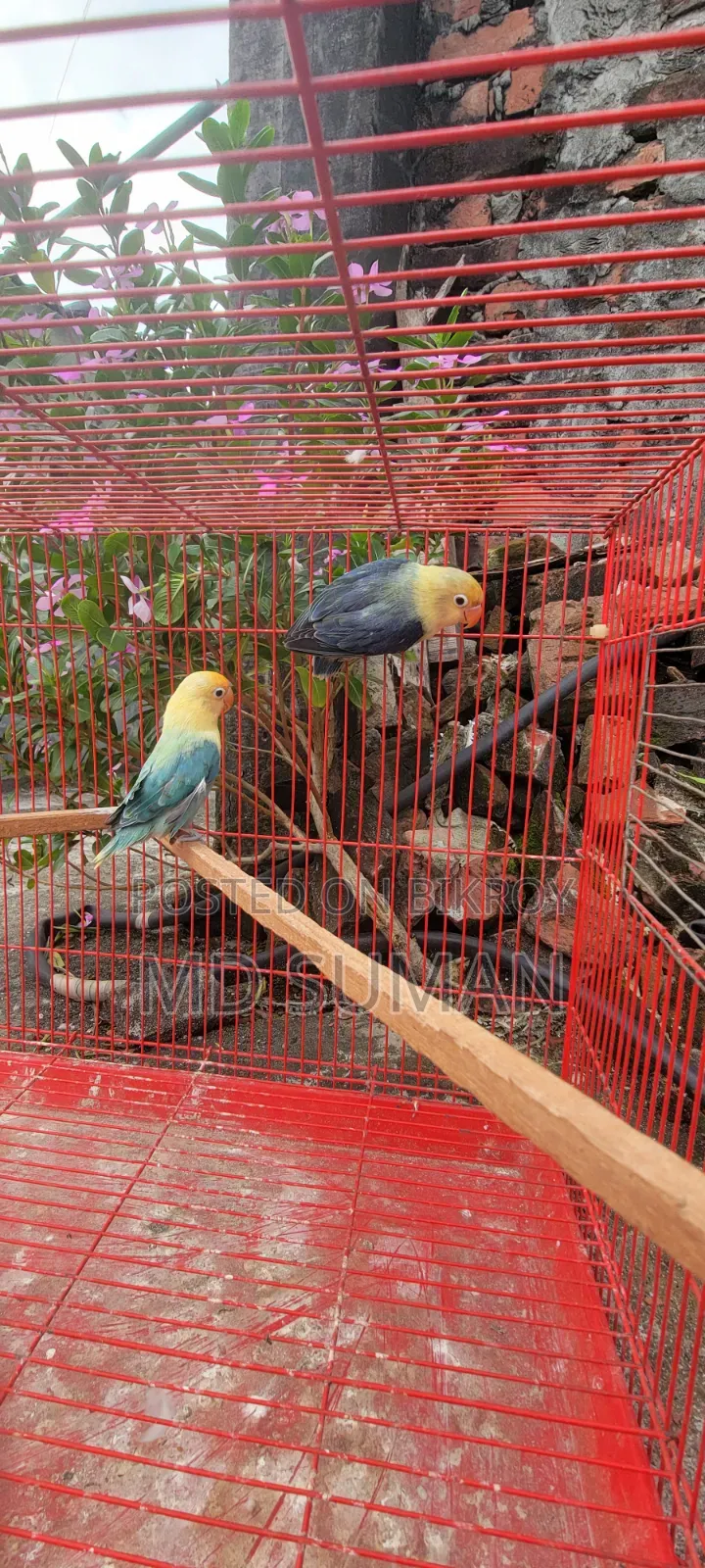 Purbule Opline Pair