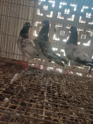 Kamagar Kobutor
