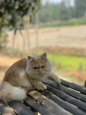 ৬-১২ মাস নর পিওরব্রেড পার্সিয়ান