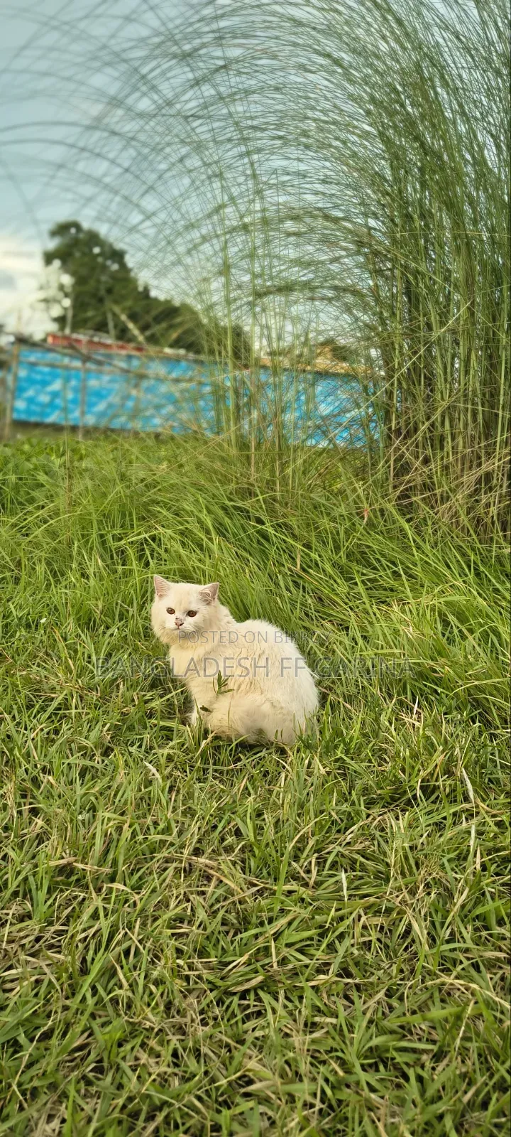 3-6 months Male Purebred Persian