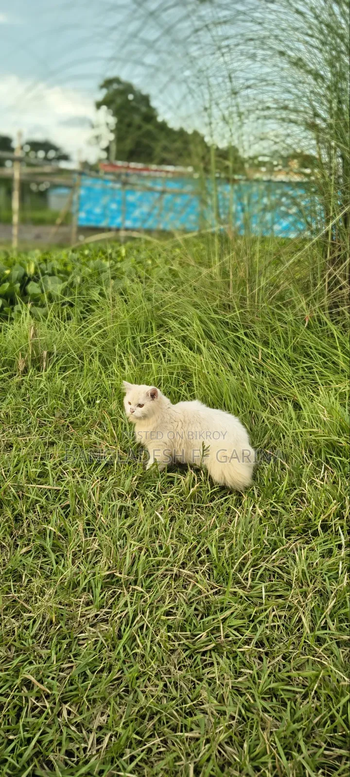 3-6 months Male Purebred Persian