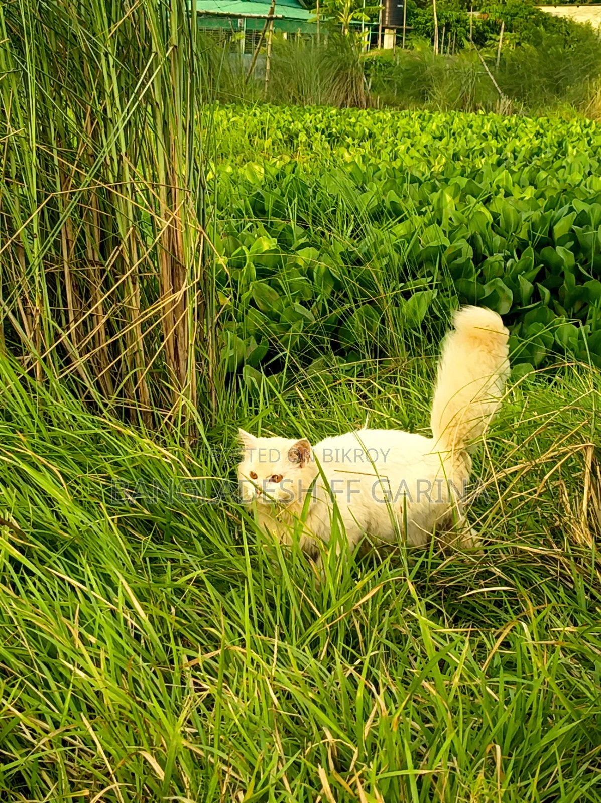 3-6 months Male Purebred Persian