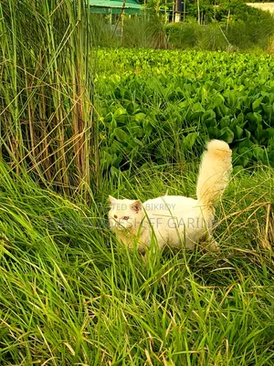 3-6 months Male Purebred Persian
