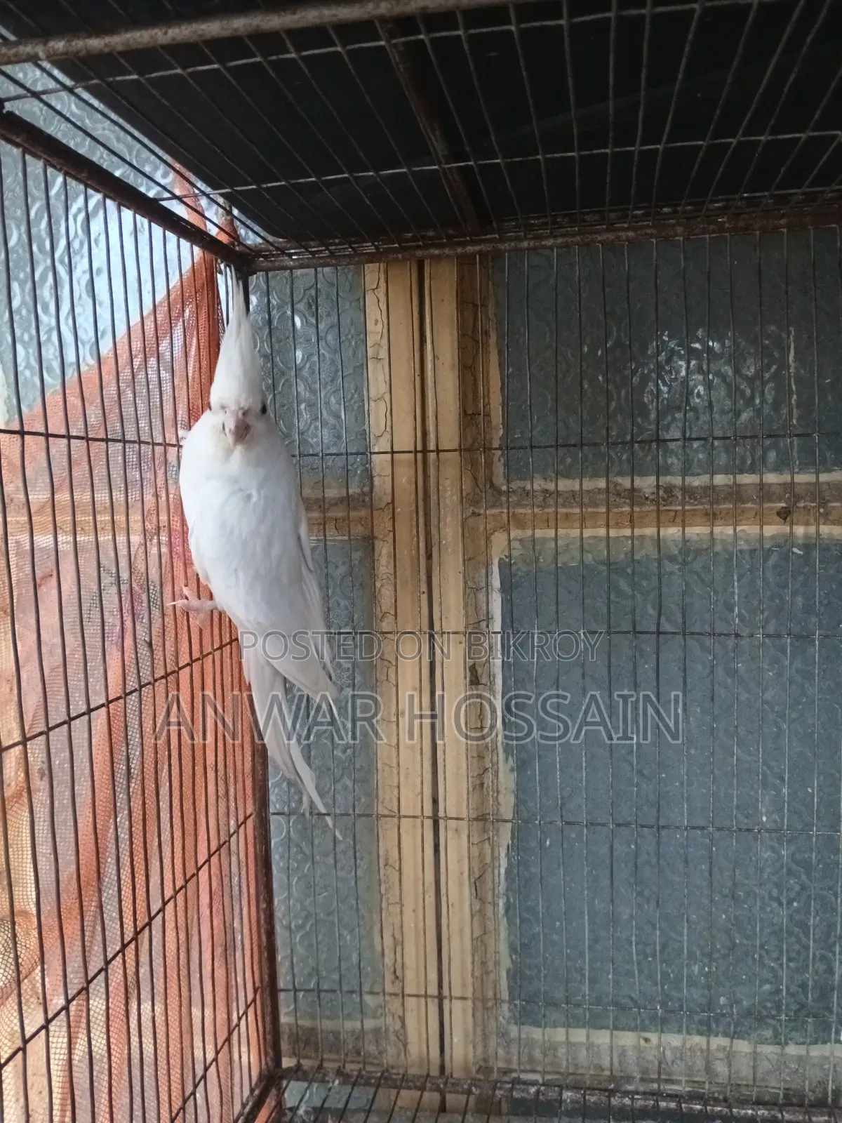 রানিং ফিমেল কোকাটেল বিক্রি হবে