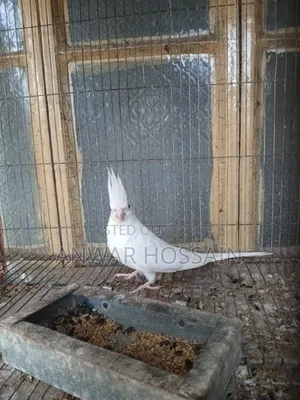 রানিং ফিমেল কোকাটেল বিক্রি হবে
