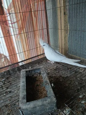 রানিং ফিমেল কোকাটেল বিক্রি হবে