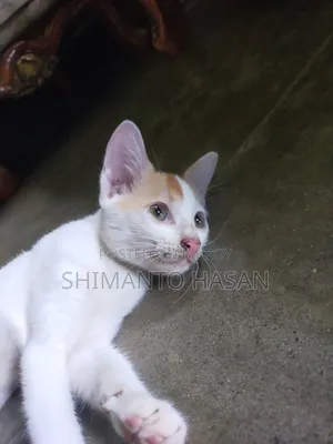 1-3 months Male Purebred Bengal