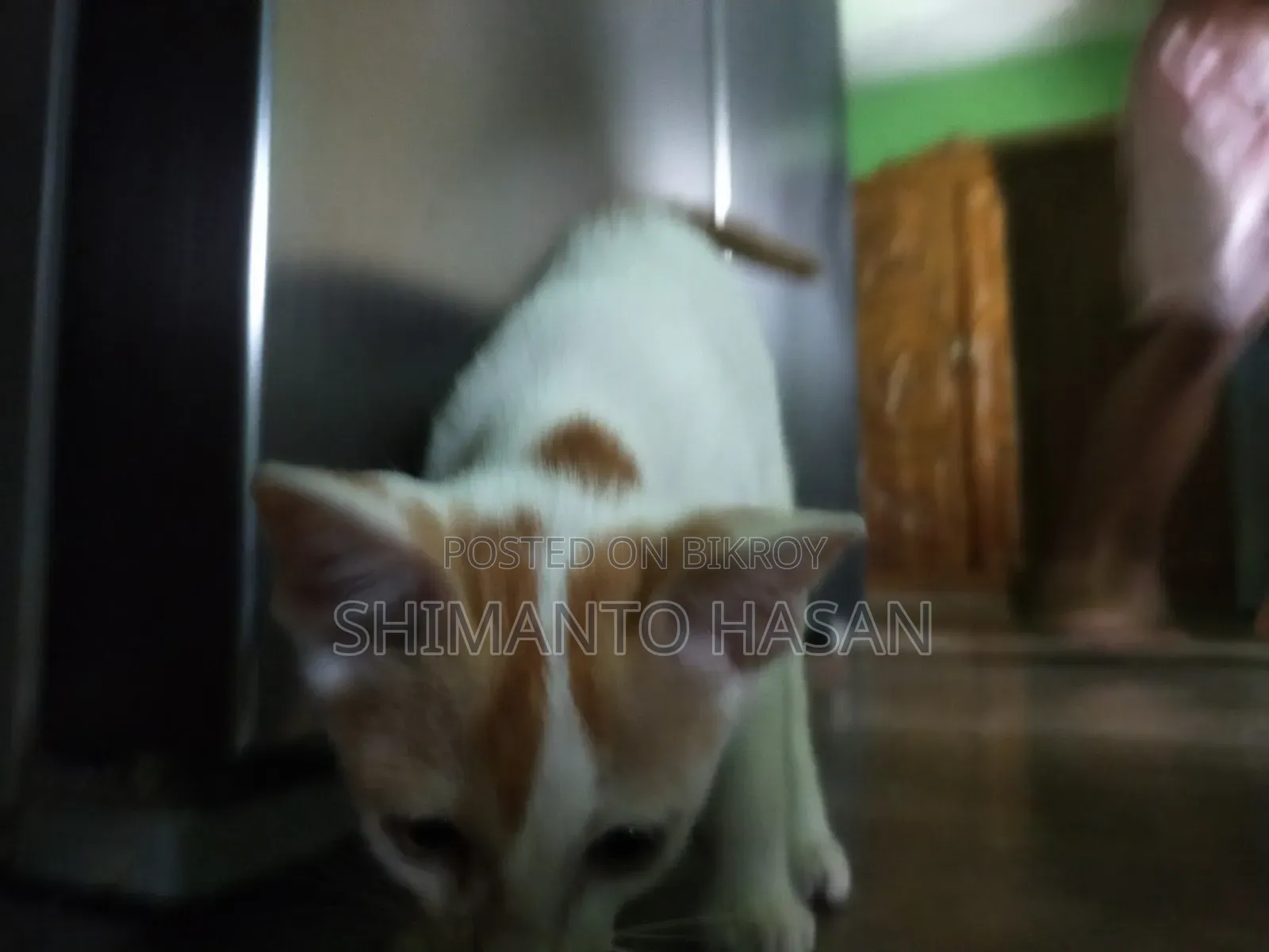 1-3 months Male Purebred Bengal