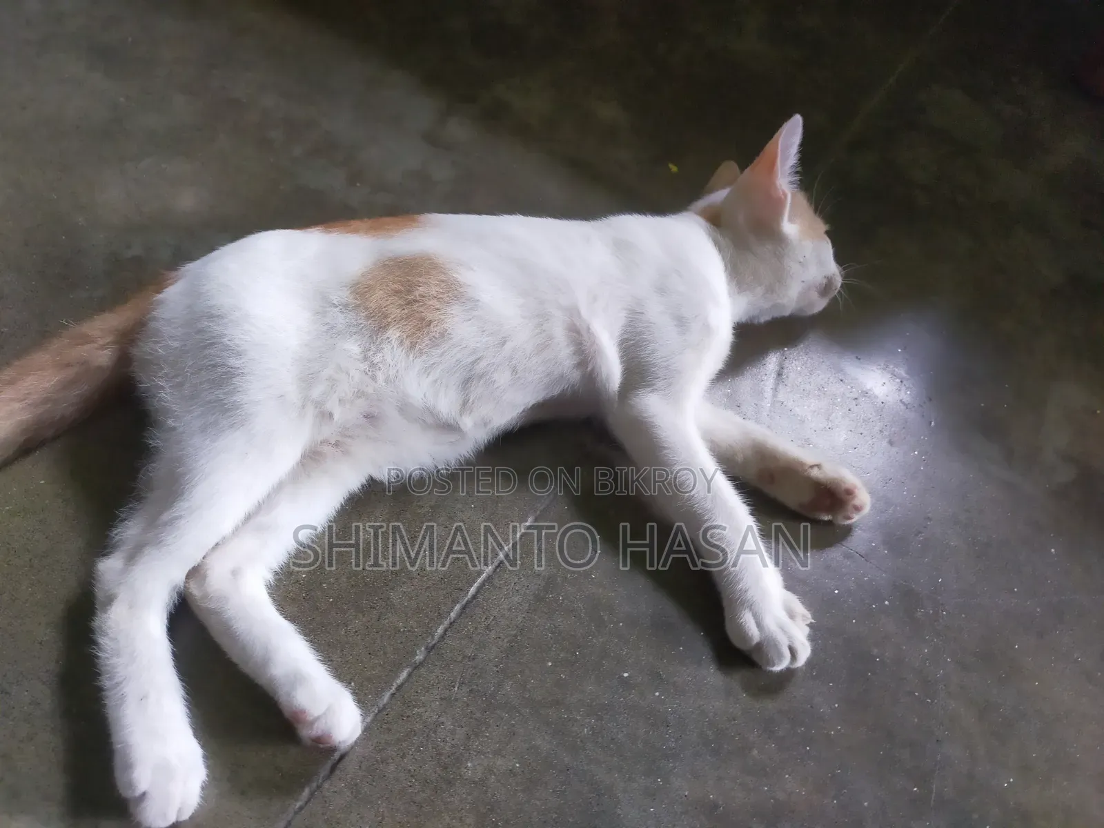 1-3 months Male Purebred Bengal