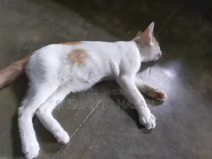 1-3 months Male Purebred Bengal