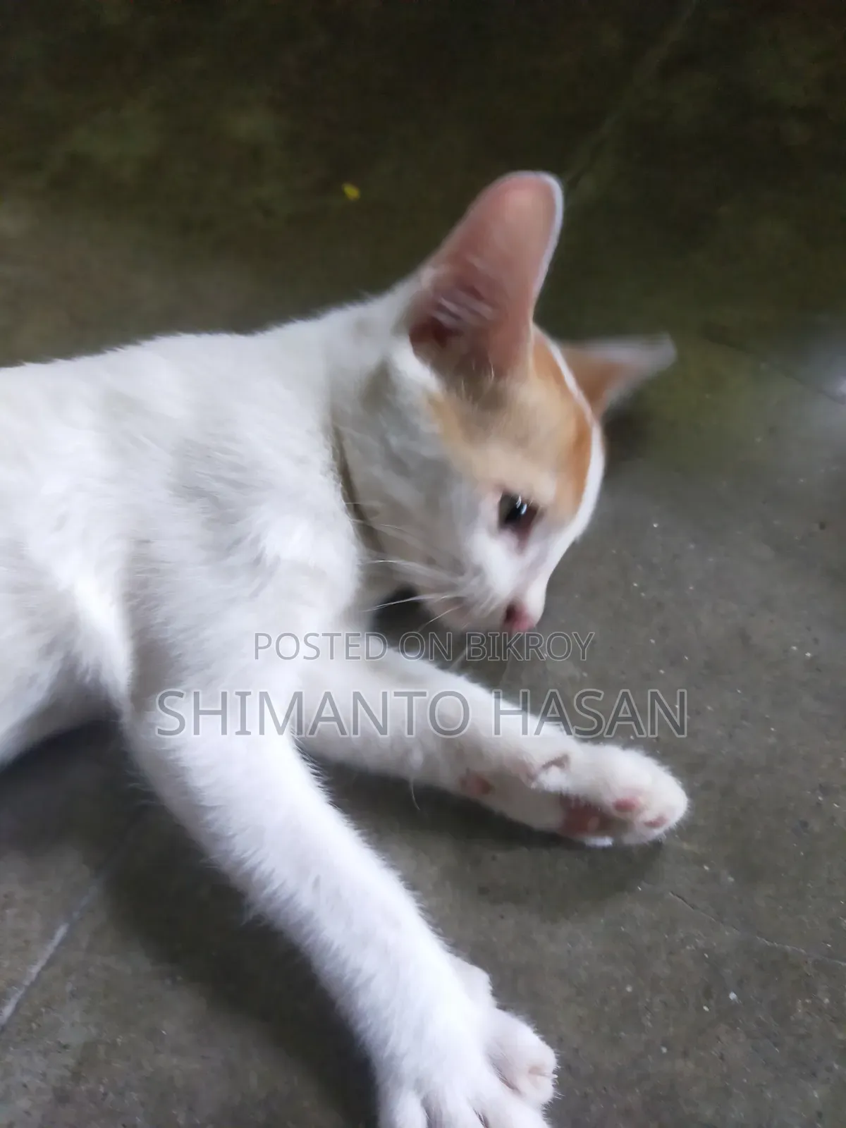 1-3 months Male Purebred Bengal