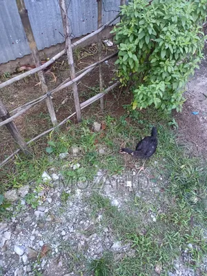Original Sarali Lakha Chicken Chicks