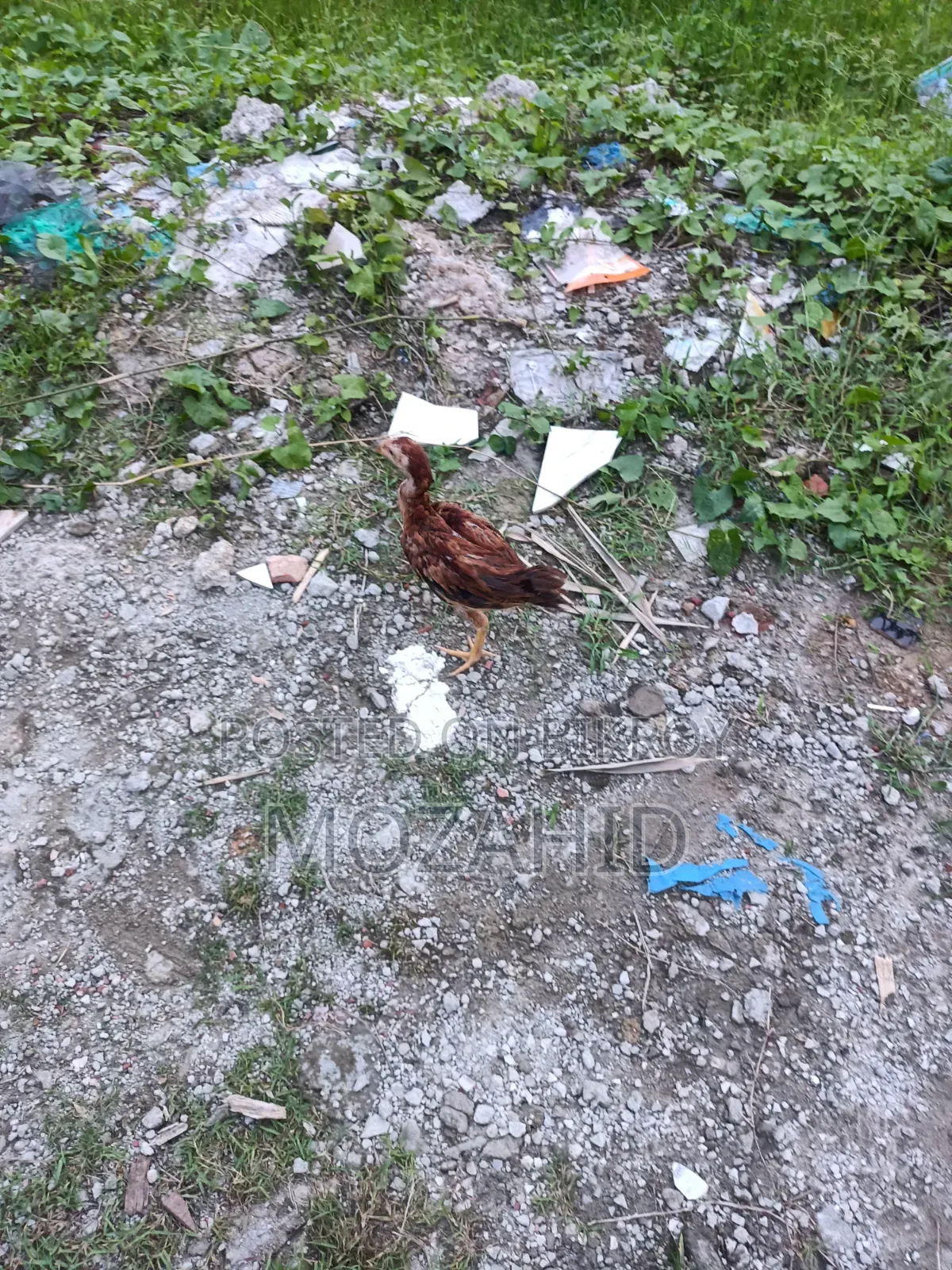 Original Sarali Lakha Chicken Chicks