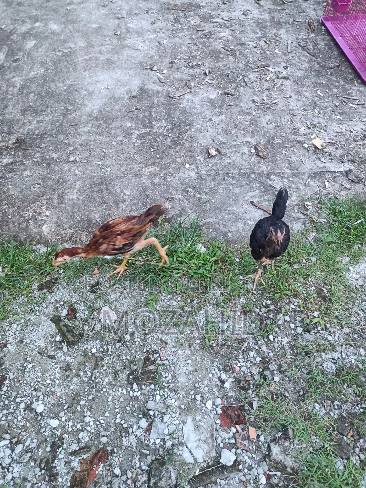 Original Sarali Lakha Chicken Chicks