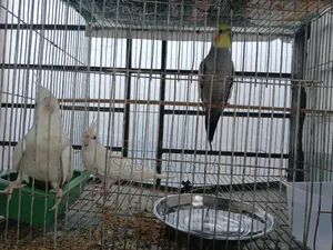 Cokatail Chaile Female Dia Exchange Korte Perben