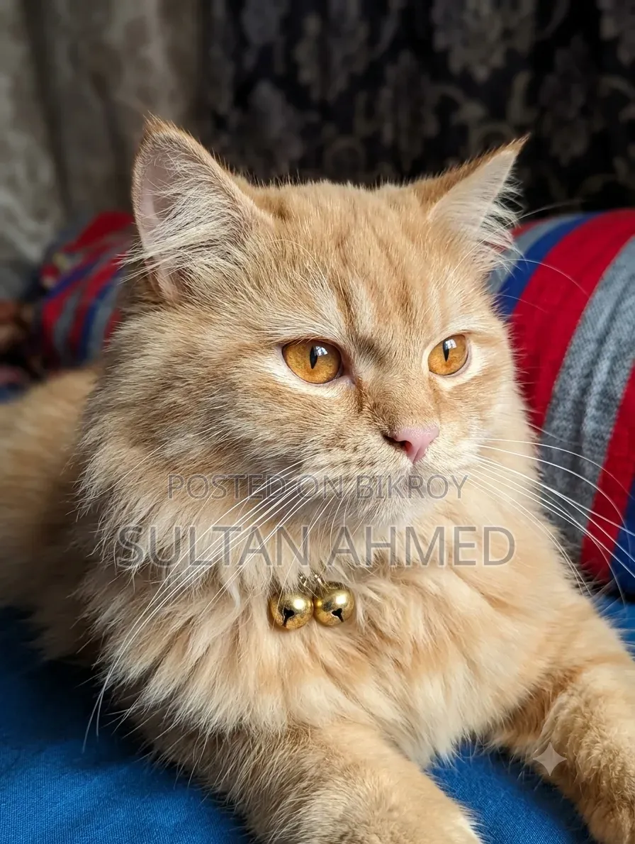6-12 months Male Purebred Persian
