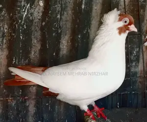 হেলমেট কবুতর/পায়রা (মাদি)