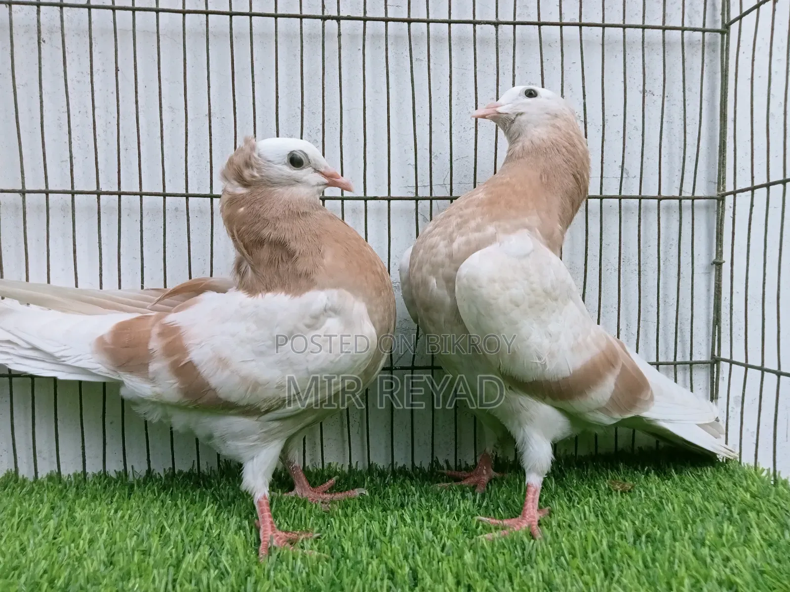 2 জোরা মুক্খি বাচ্চা