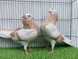 2 জোরা মুক্খি বাচ্চা