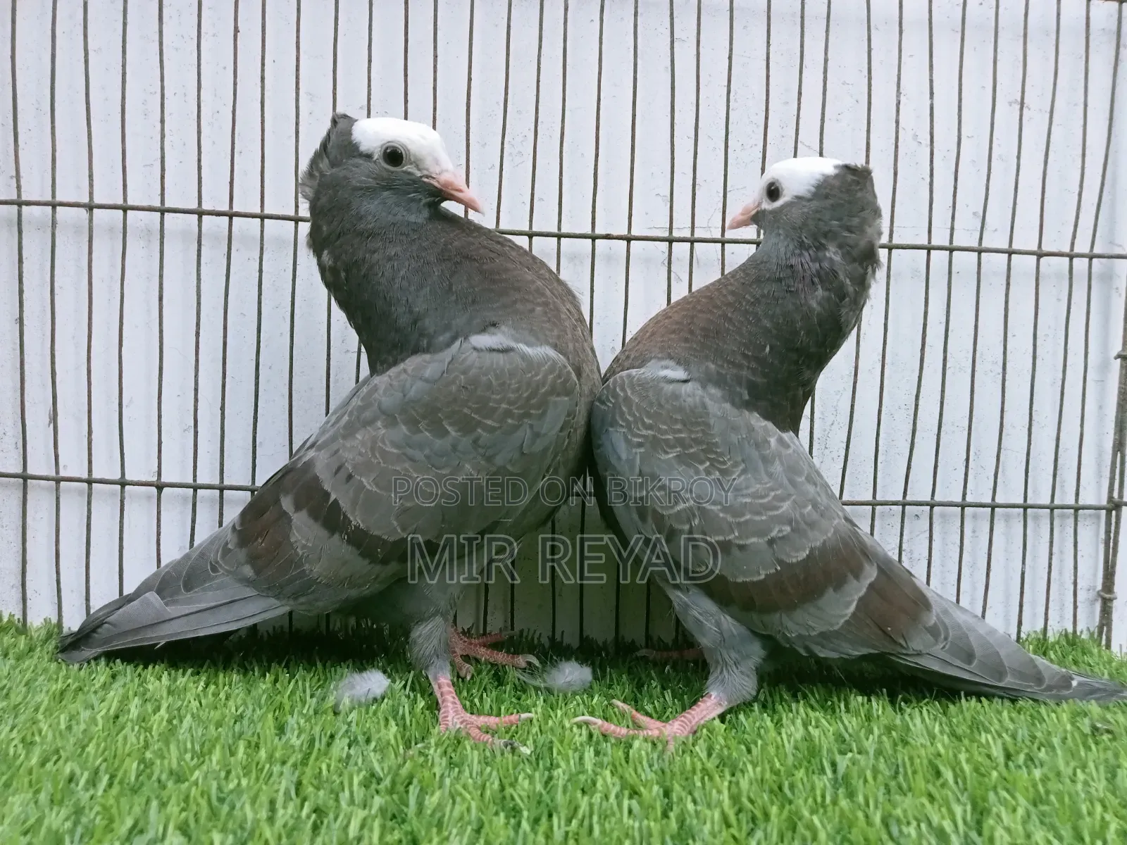 2 জোরা মুক্খি বাচ্চা