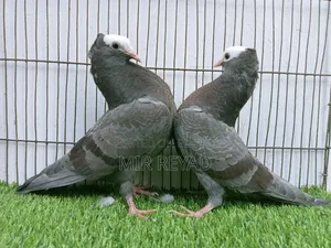 2 জোরা মুক্খি বাচ্চা