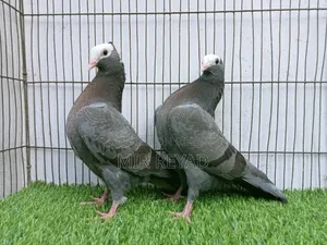 2 জোরা মুক্খি বাচ্চা