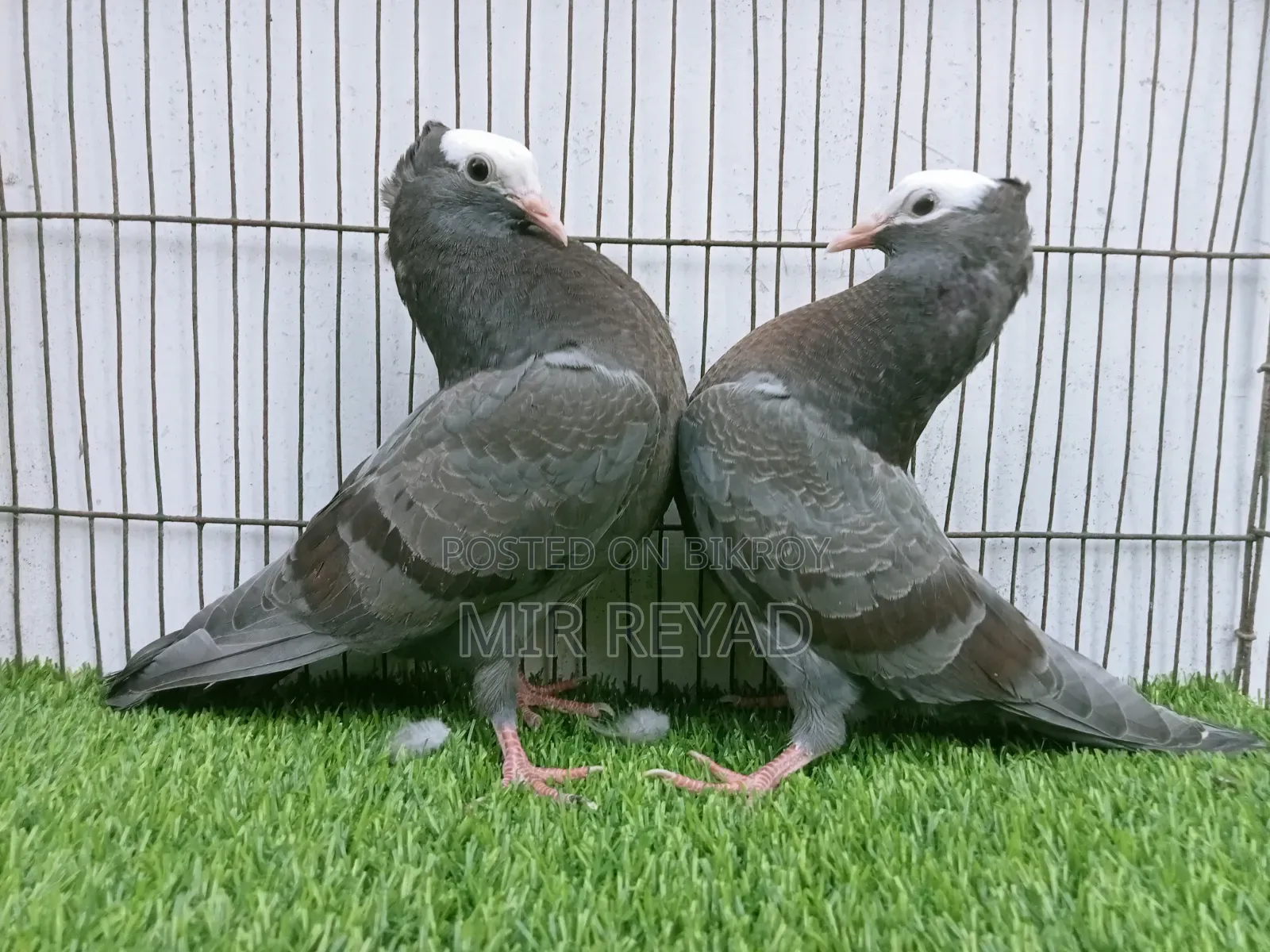 2 জোরা মুক্খি বাচ্চা