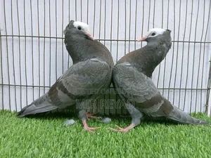 2 জোরা মুক্খি বাচ্চা