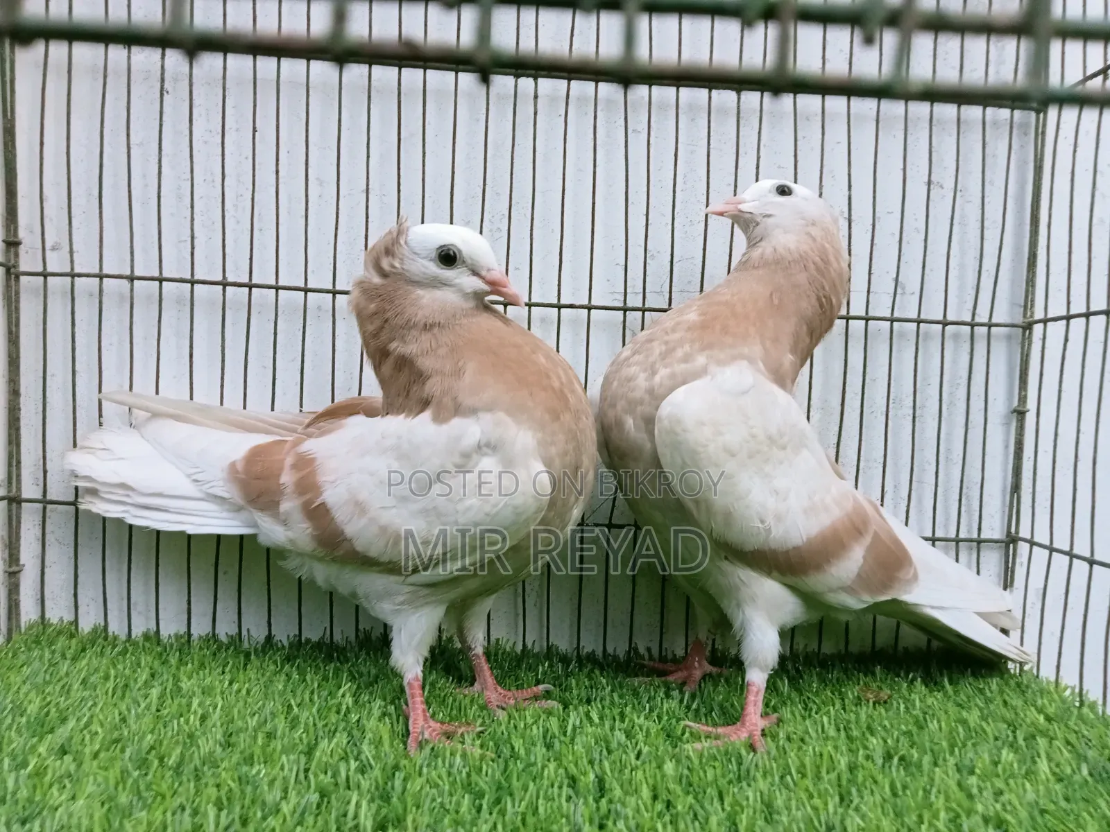 2 জোরা মুক্খি বাচ্চা