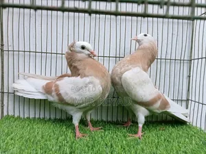 2 জোরা মুক্খি বাচ্চা