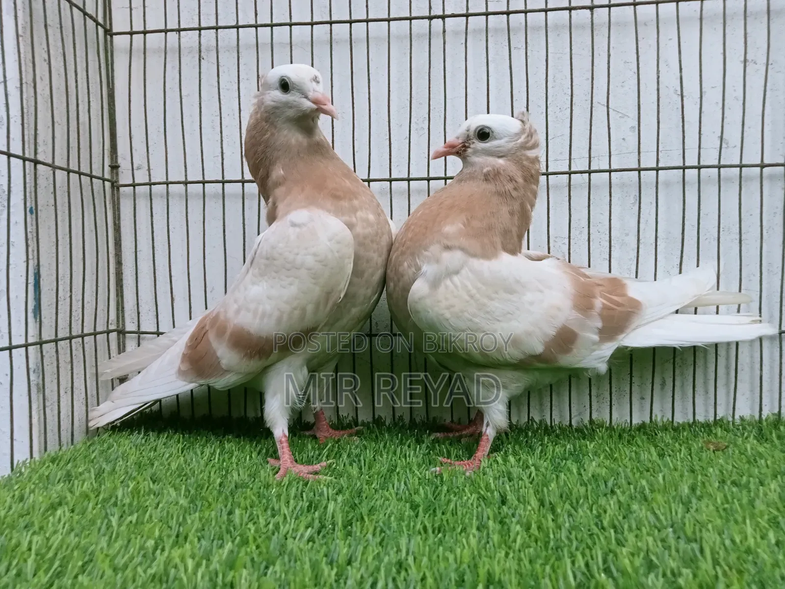 2 জোরা মুক্খি বাচ্চা