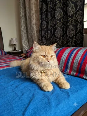 6-12 months Male Purebred Persian