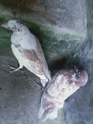 কবুতরের বাচ্চা