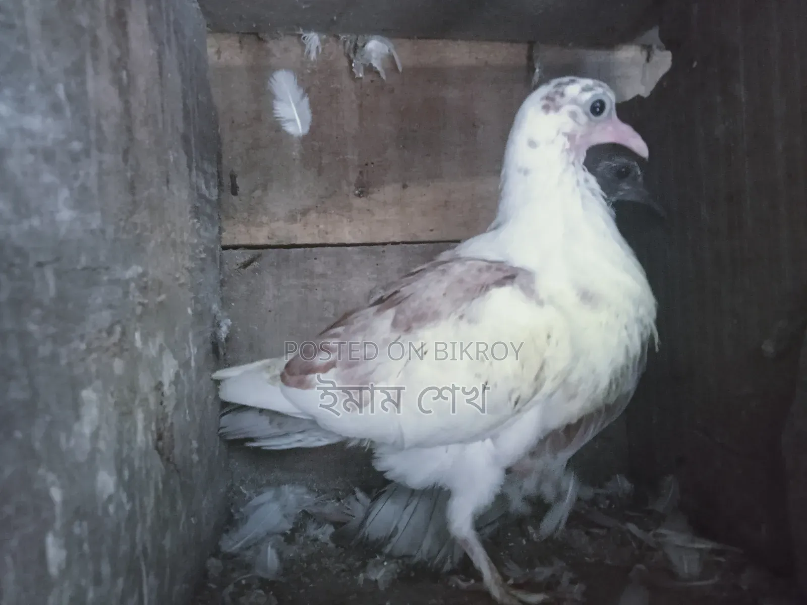 কবুতরের বাচ্চা
