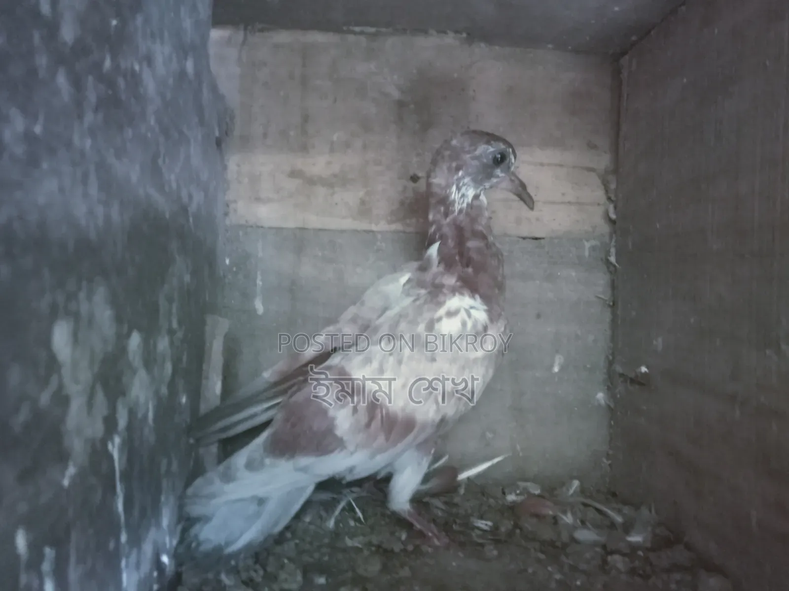 কবুতরের বাচ্চা
