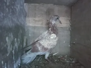 কবুতরের বাচ্চা