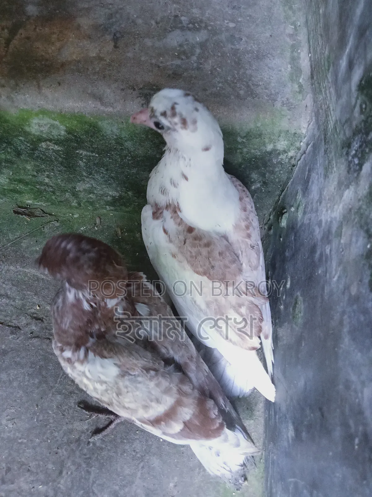 কবুতরের বাচ্চা