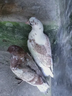 কবুতরের বাচ্চা